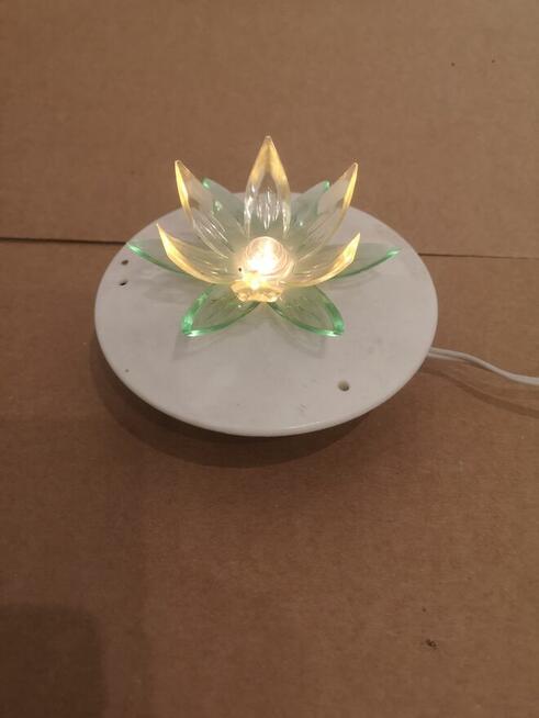 Lampka ozdobna (lilia wodna)