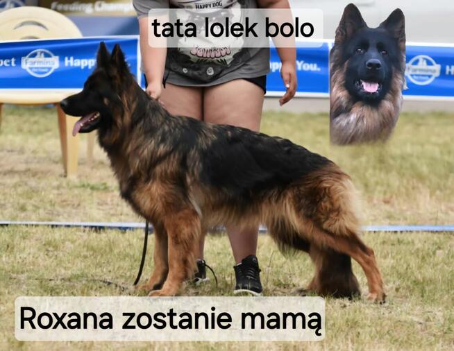 Owczarki niemieckie dlugowlose