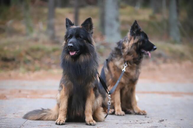 Owczarki niemieckie dlugowlose