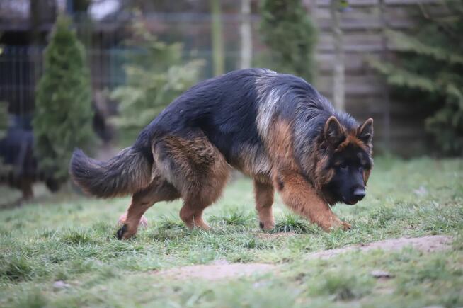 Owczarki niemieckie dlugowlose