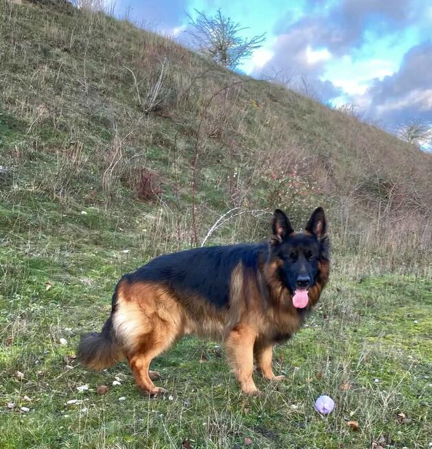 Owczarek niemiecki dlugowlosy