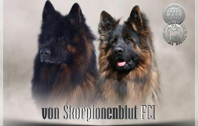 Owczarki niemieckie dlugowlose