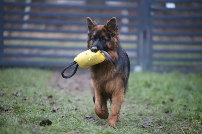 Owczarki niemieckie dlugowlose