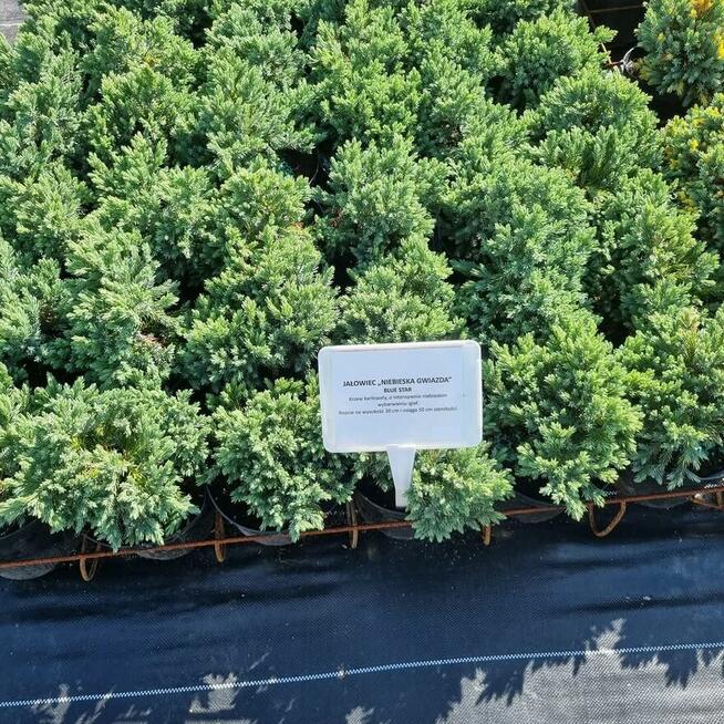 Jałowiec Blue Star