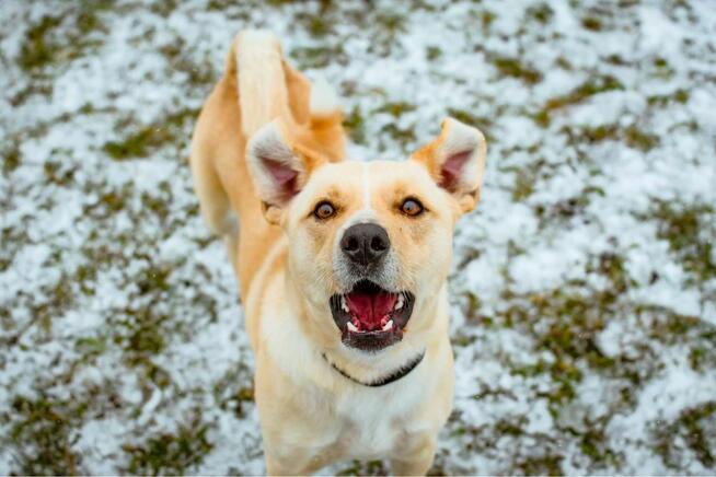 Reks- porzucony młody biszkoptowy pies do adopcji