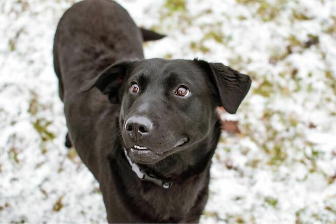 Blant - średniej wielkości, aktywny mlody pies do adopcji