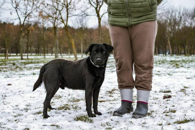 Blant - średniej wielkości, aktywny mlody pies do adopcji