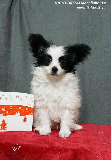 Spaniel Miniaturowy PAPILLON piesek piesek po championie FCI