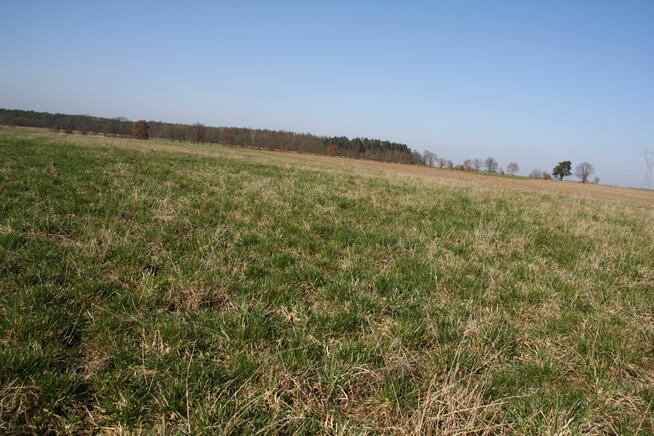 Działka rolno-budowlana Rogowo gm. Stargard