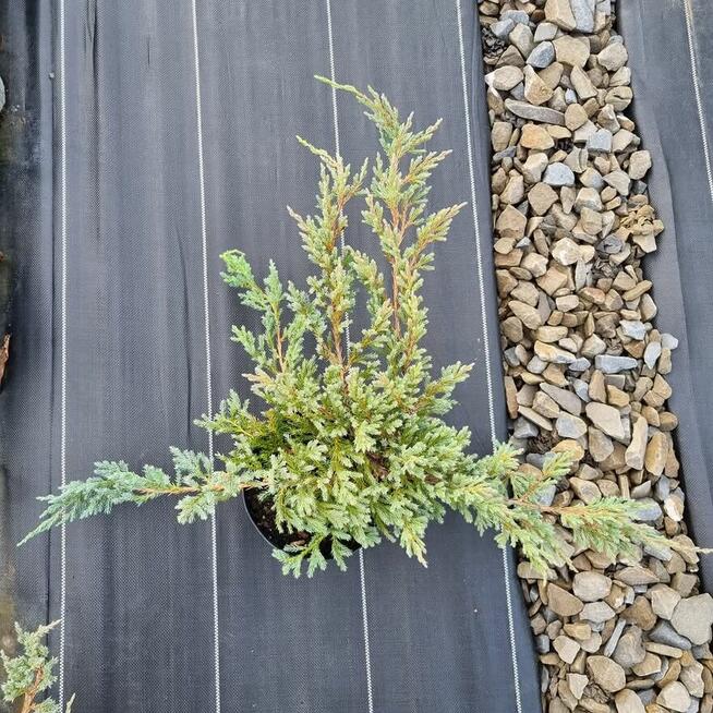 Jałowiec Blue Carpet