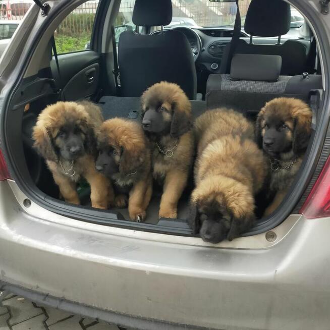 Szczenięta Leonberger
