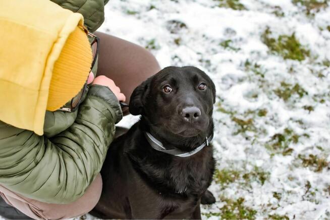 Blant - średniej wielkości, aktywny mlody pies do adopcji