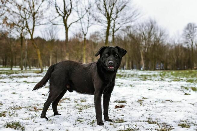 Blant - średniej wielkości, aktywny mlody pies do adopcji