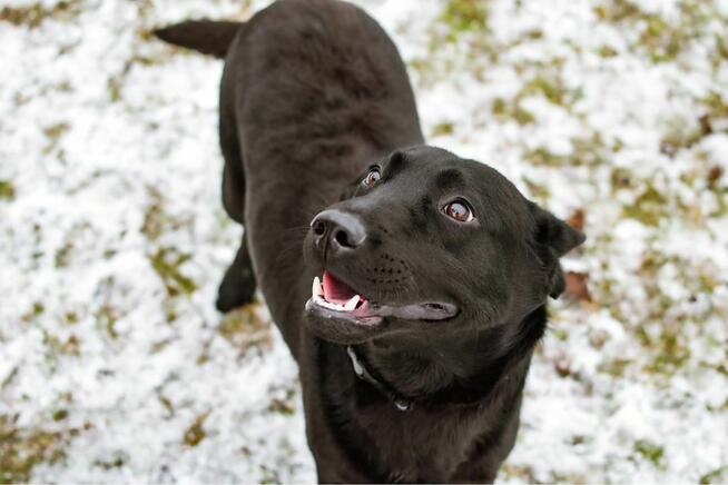Blant - średniej wielkości, aktywny mlody pies do adopcji