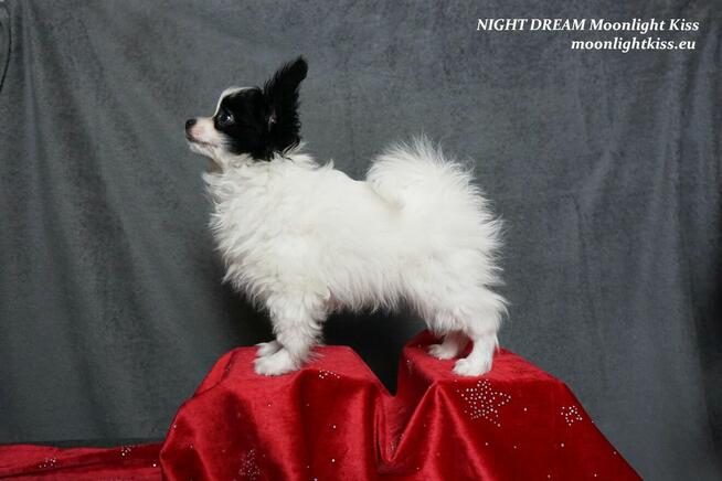 Spaniel Miniaturowy PAPILLON piesek piesek po championie FCI