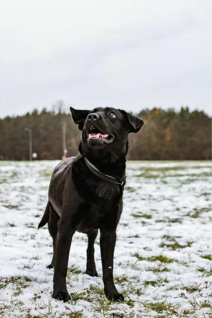 Blant - średniej wielkości, aktywny mlody pies do adopcji