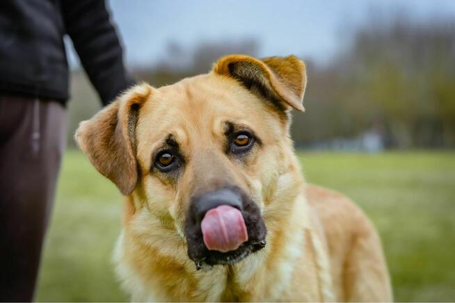 Harry-duży biszkoptowy pies czeka na świadomy i cierpliwy dom