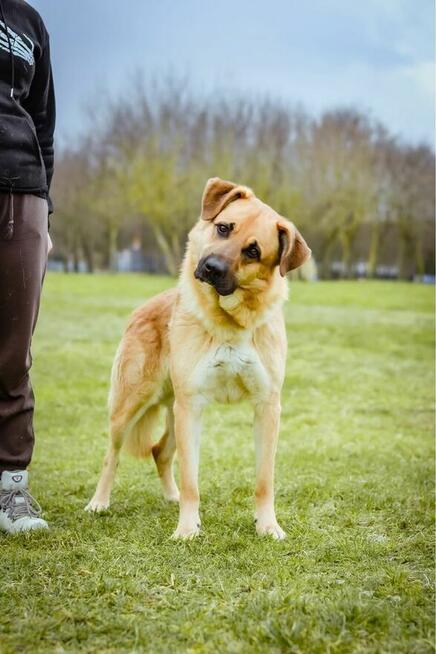 Harry-duży biszkoptowy pies czeka na świadomy i cierpliwy dom