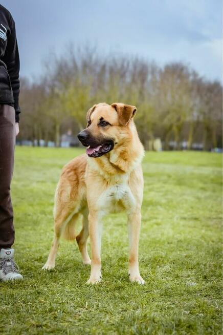 Harry-duży biszkoptowy pies czeka na świadomy i cierpliwy dom