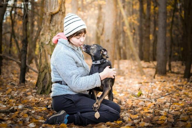 Szagarek- psiak z uroczym wystającym ząbkiem czeka na dom