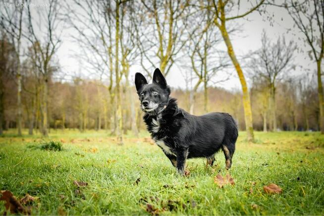 Gustaw-malutki niewidomy piesek prosi o dom-adoptuj