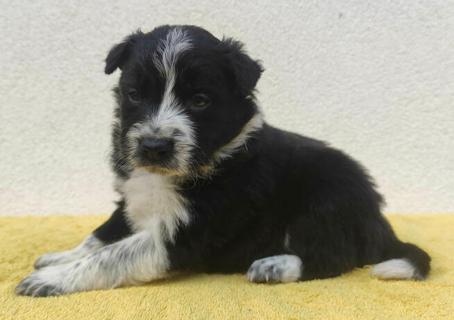 BORDER COLLIE rasowy szczeniak z hodowli, pełna dok. hodowla