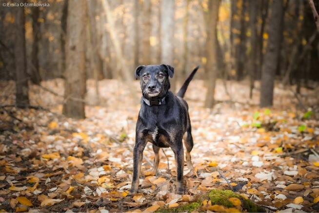 Szagarek- psiak z uroczym wystającym ząbkiem czeka na dom
