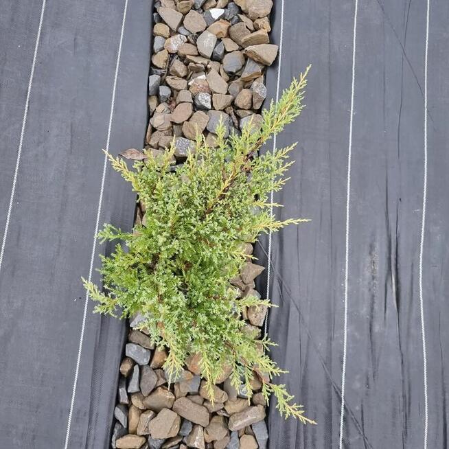 Jałowiec Golden Kissen