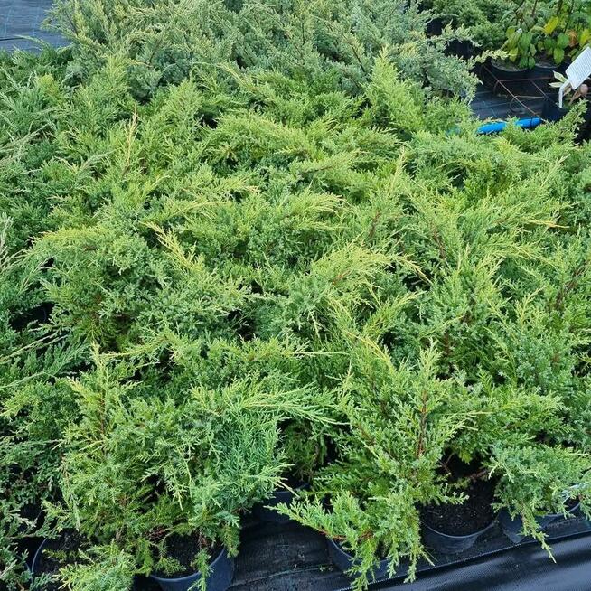 Jałowiec Golden Kissen