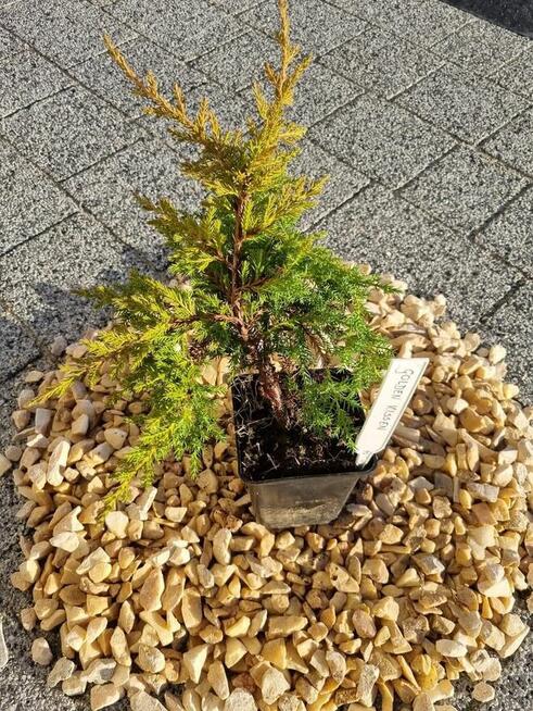 Jałowiec Golden Kissen