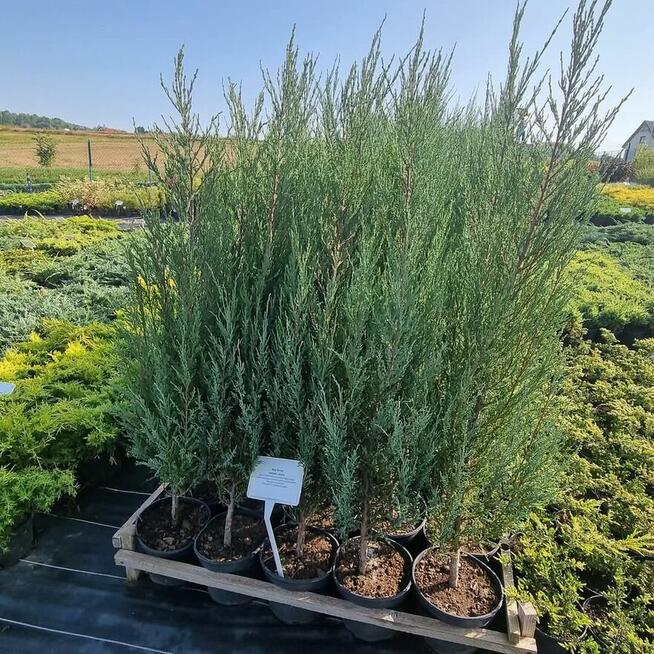 Jałowiec Blue Arrow