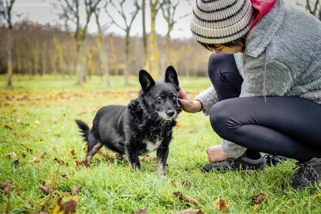 Gustaw-malutki niewidomy piesek prosi o dom-adoptuj