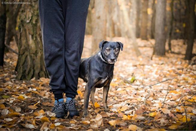 Szagarek- psiak z uroczym wystającym ząbkiem czeka na dom