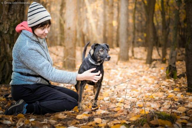 Szagarek- psiak z uroczym wystającym ząbkiem czeka na dom