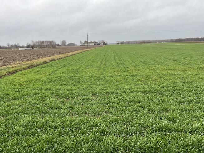 Działka 5520 m2 z WZ w Babinie gm. Przyłęk.