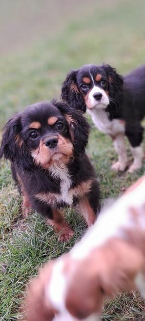 Cavalier King Charles Spaniel fci