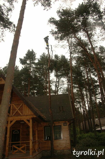 Alpinistyczna Wycinka Drzew w miejscach trudno dostępnych