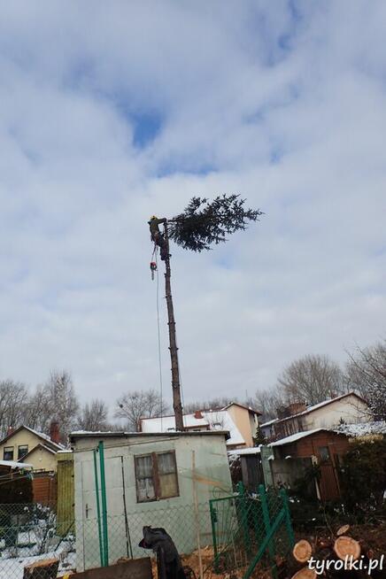 Alpinistyczna Wycinka Drzew w miejscach trudno dostępnych