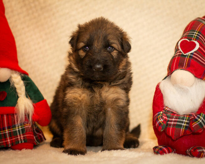 Suczka owczarek niemiecki długowłosy