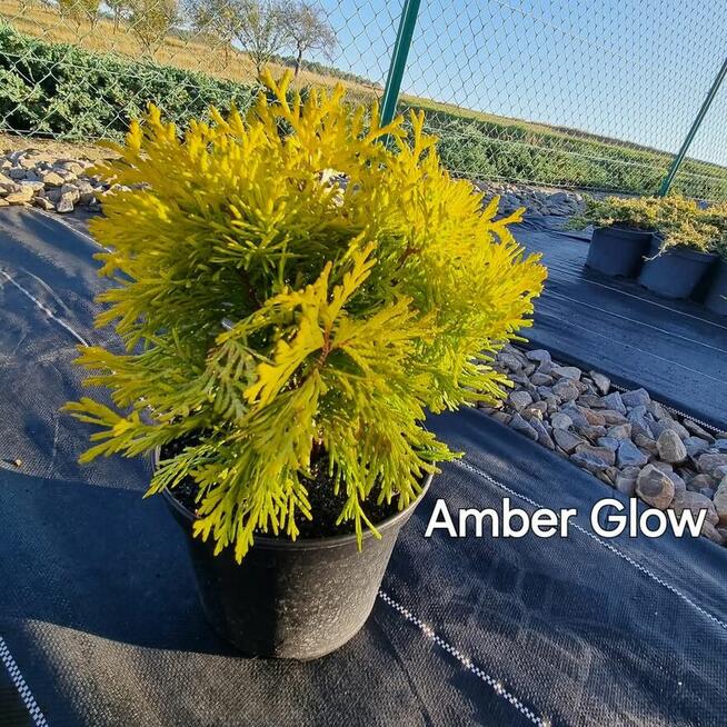 Tuja Amber Glow