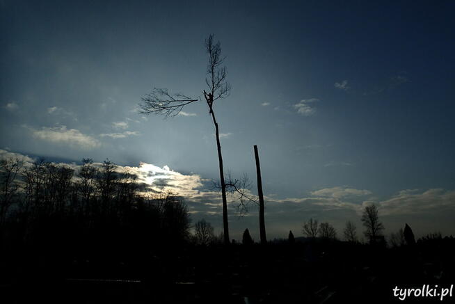 Alpinistyczna Wycinka Drzew w miejscach trudno dostępnych