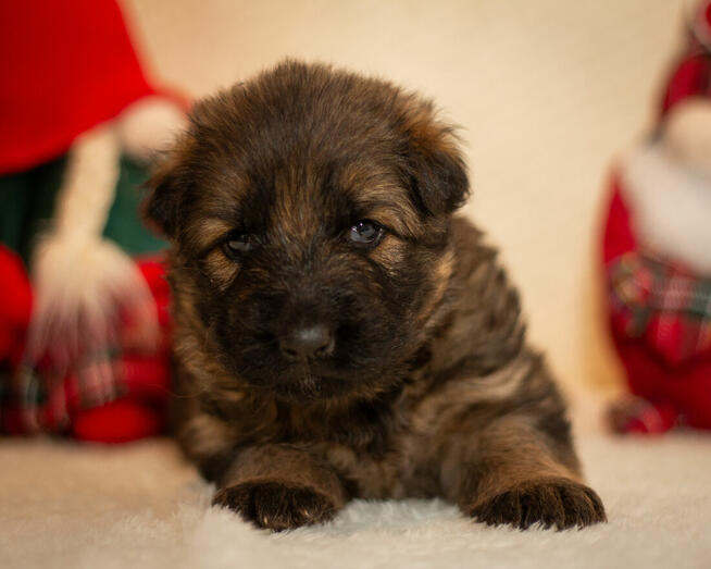 Suczka owczarek niemiecki długowłosy