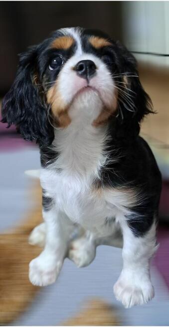Cavalier King Charles Spaniel fci