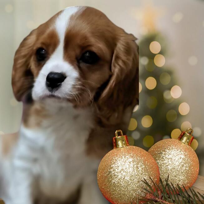 Cavalier King Charles Spaniel fci