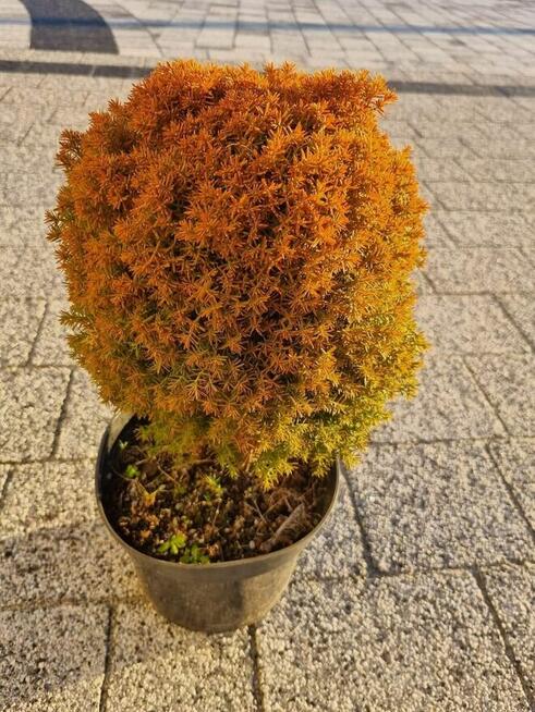 Tuja Anniek ( Tedy Gold )