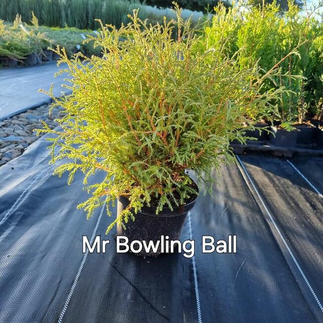 Tuja Mr Bowling Ball