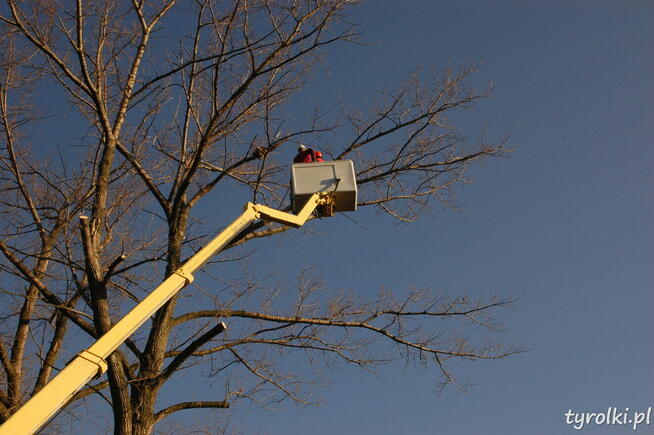 Alpinistyczna Wycinka Drzew w miejscach trudno dostępnych