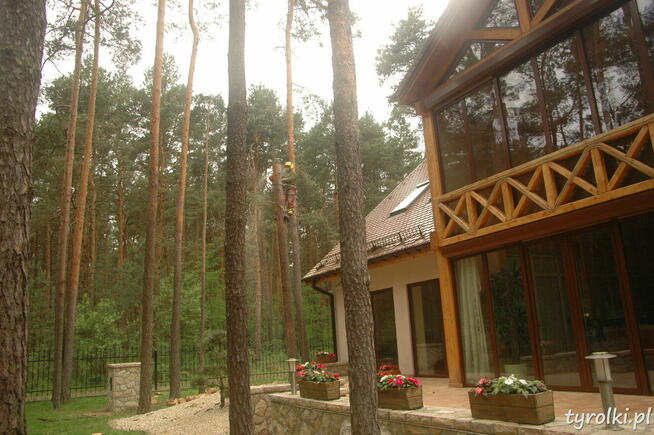 Alpinistyczna Wycinka Drzew w miejscach trudno dostępnych