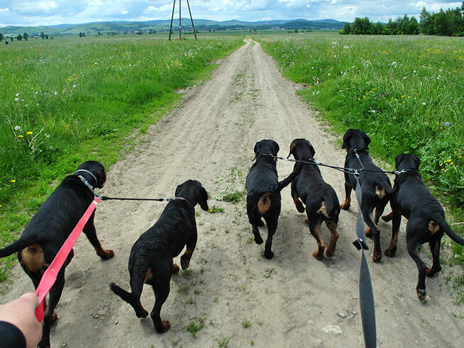 GOŃCZE POLSKIE reproduktory użytkowe zapraszają