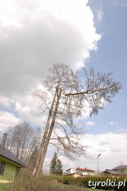 Alpinistyczna Wycinka Drzew w miejscach trudno dostępnych